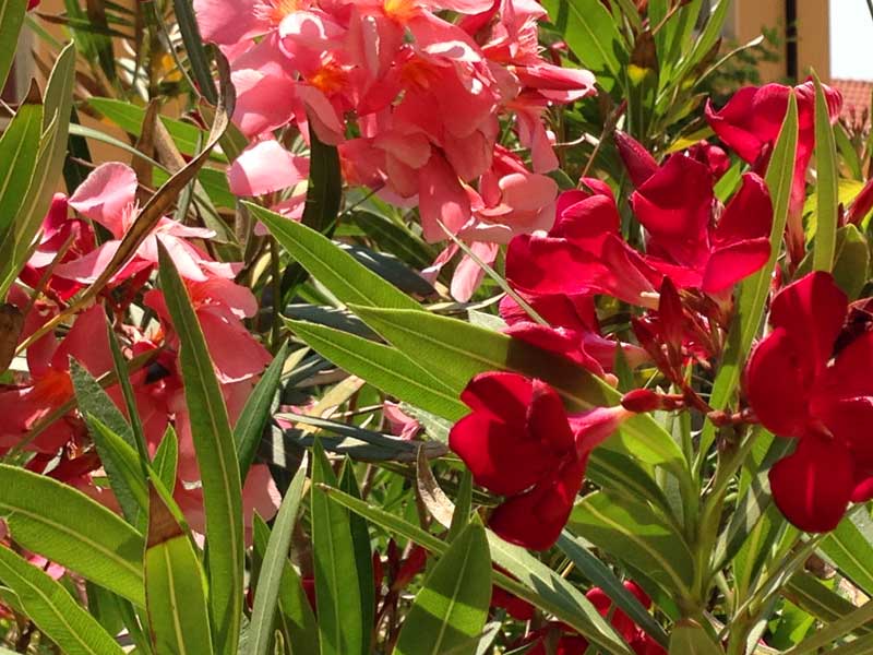 Oleandri e fiori rosa e rossi nel giardino a Villa Marina